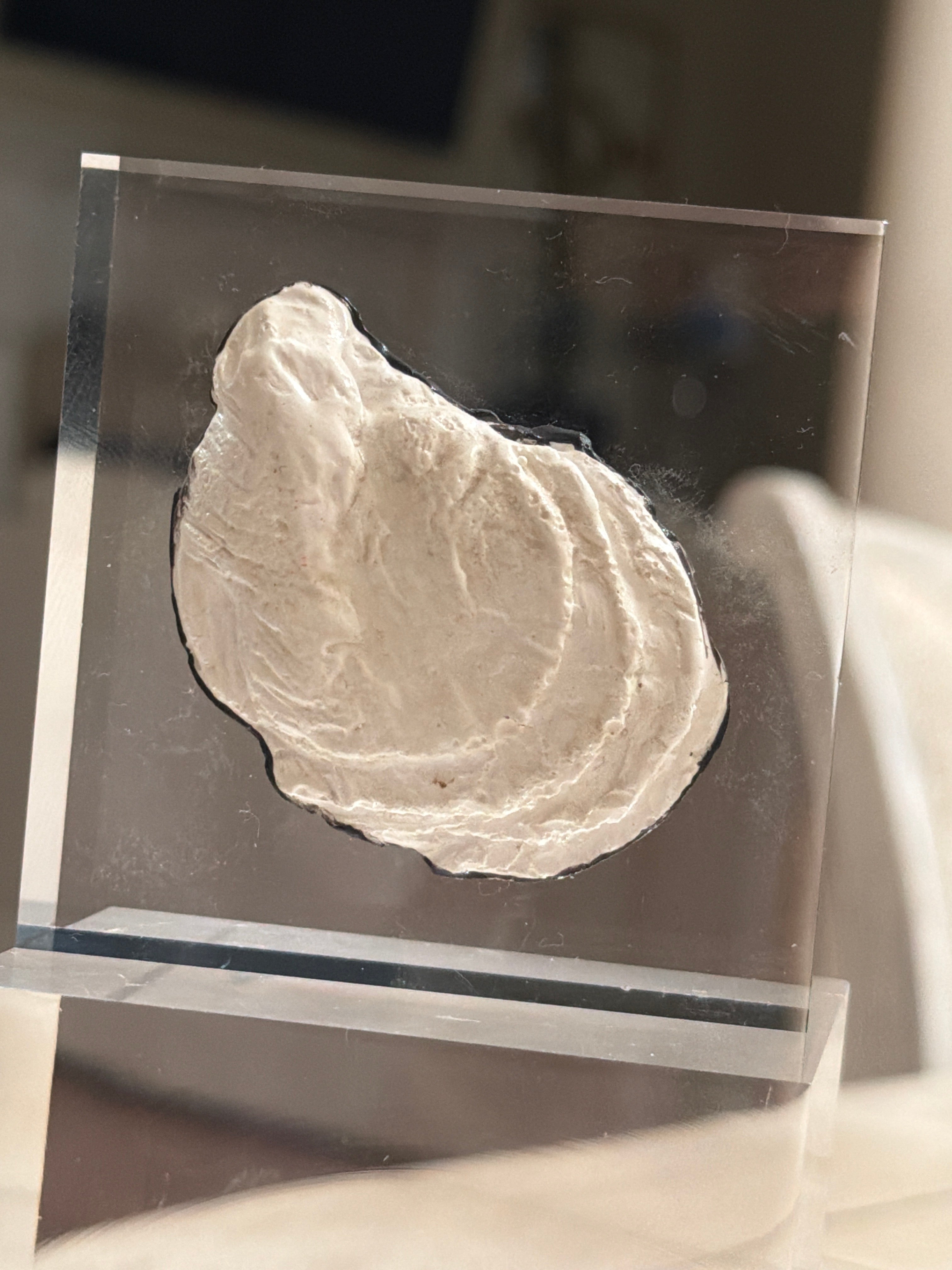 Oyster Shell Intaglio Acrylic Block – 3x3 Coastal Decorative Display