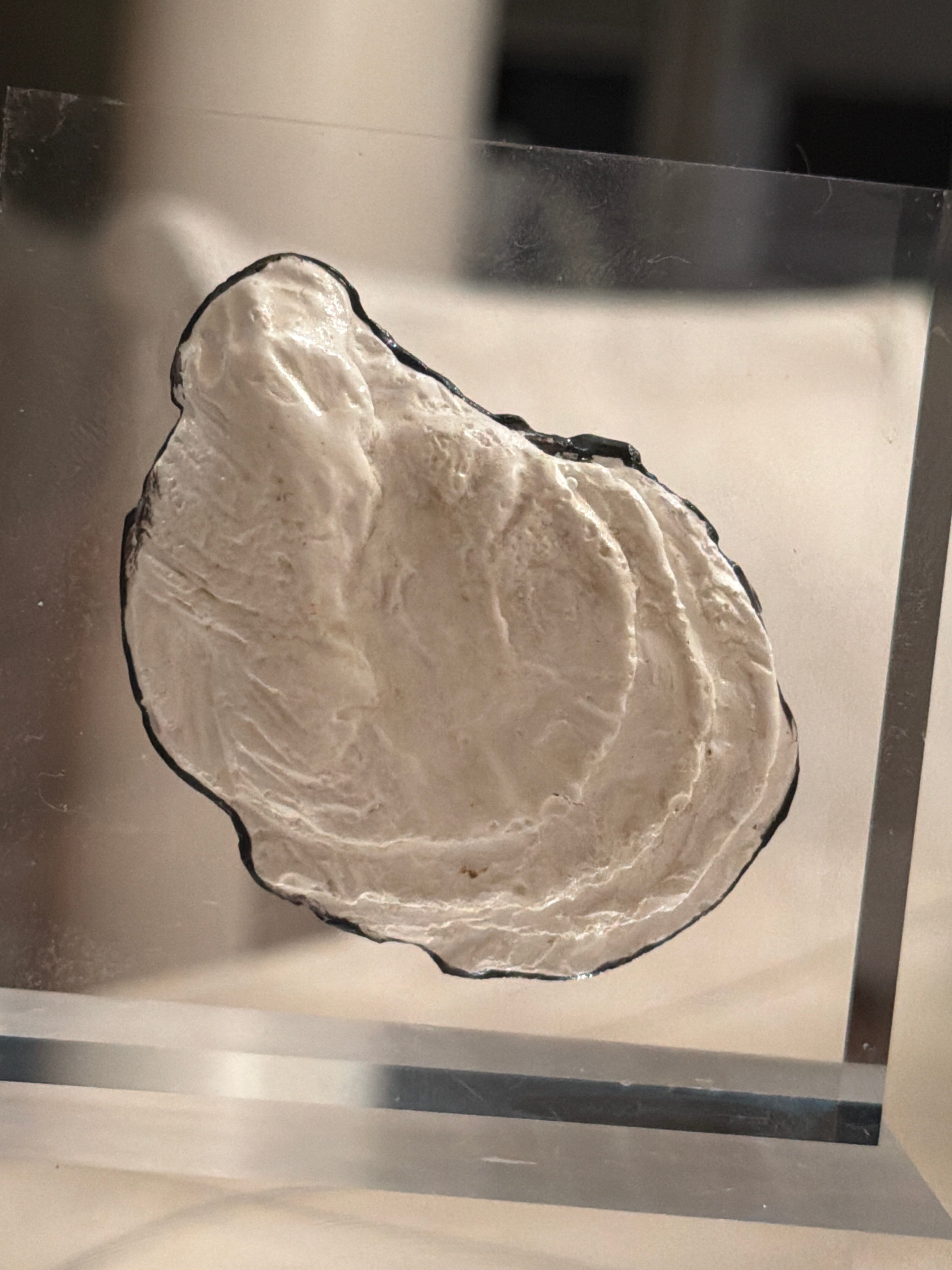 Oyster Shell Intaglio Acrylic Block – 3x3 Coastal Decorative Display