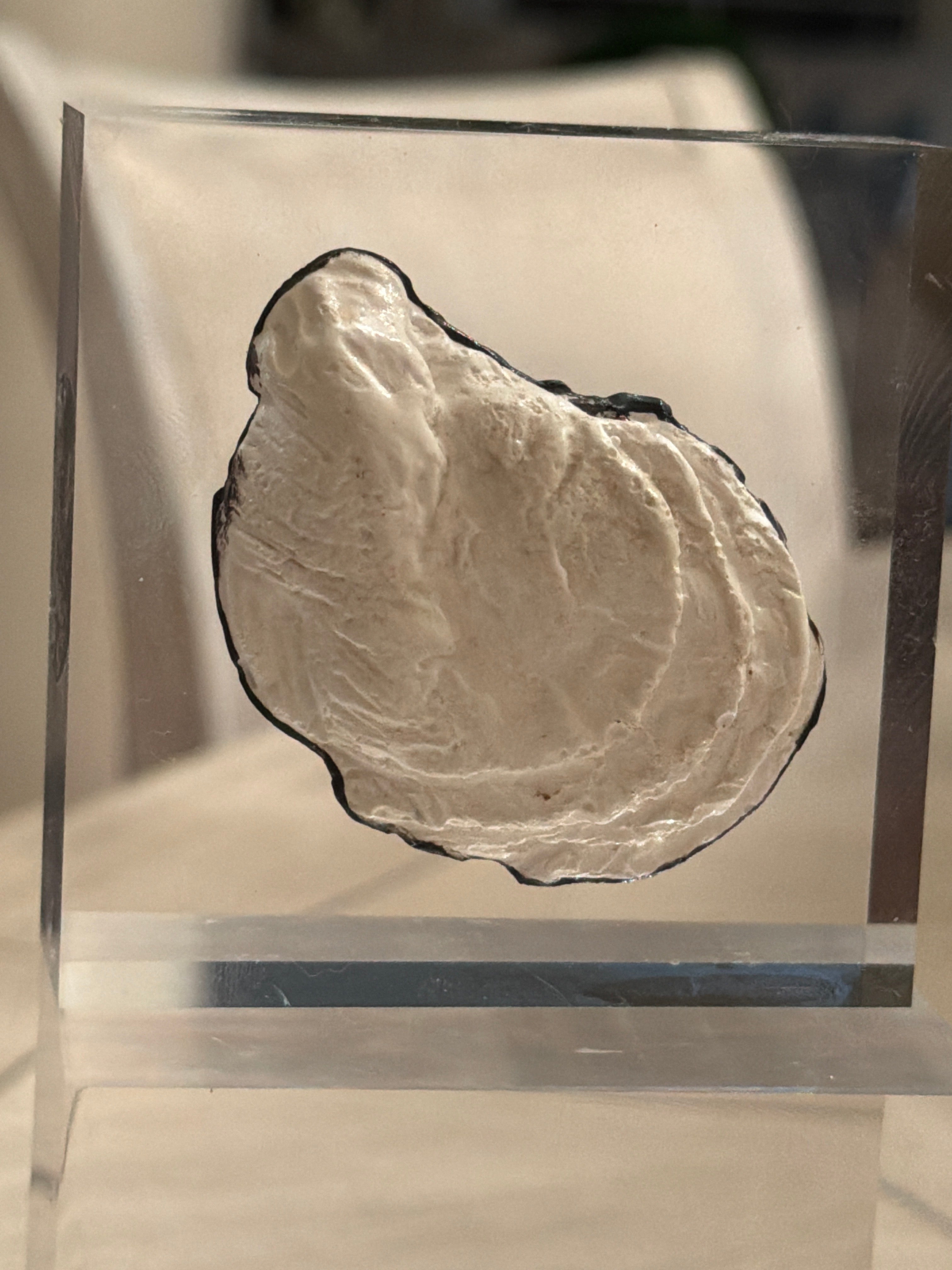 Oyster Shell Intaglio Acrylic Block – 3x3 Coastal Decorative Display